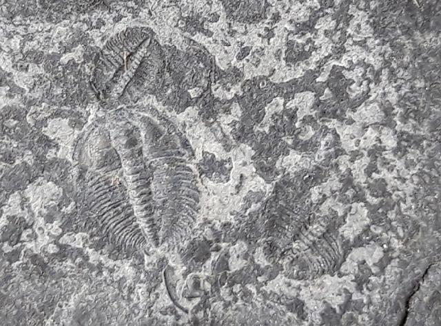 Changaspis elongata LEE in CHIEN 1961  - Bild © FossNet FossilienStore